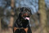 ROTTWEILER 544